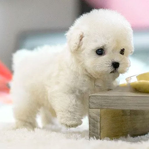 Milow – Mein realistischer Roboter-Welpe